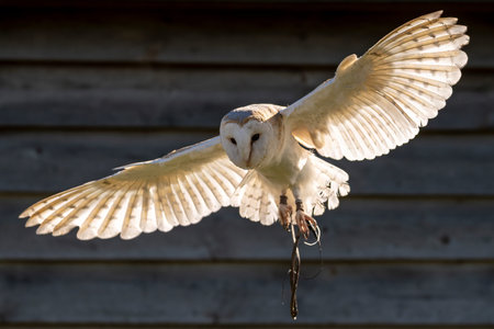 Barn owl in flight backlit with strong sunlightの写真素材