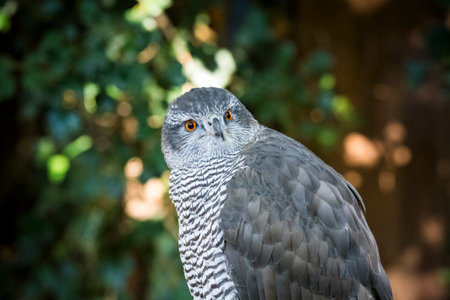 Goshawk bird of prey photographed against natural backgroundの写真素材