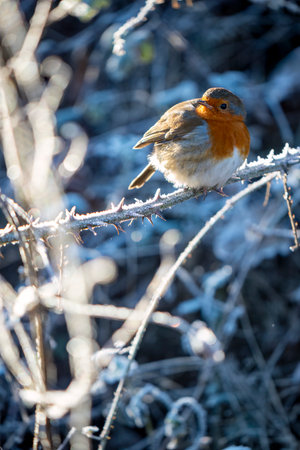 Robin perching on frost-covered twigs in winterの写真素材
