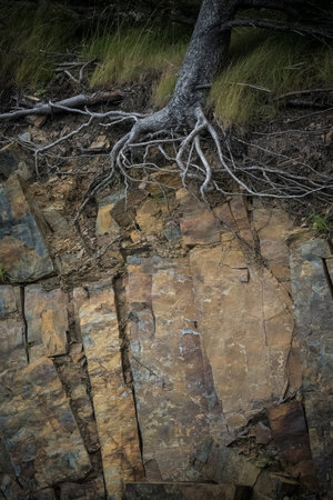 Tree roots clinging on to edge of rock face