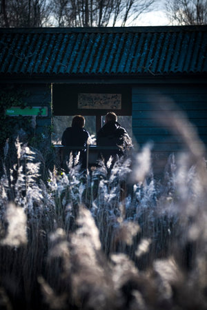 Birdwatching from hide surrounded by reed bed