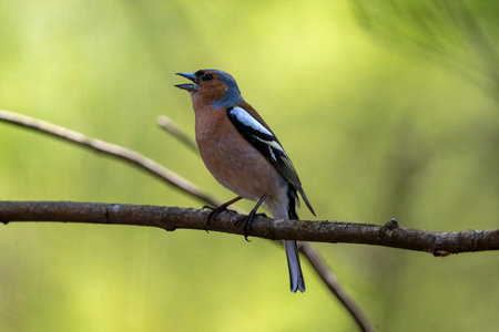 Chaffinch in full song perched on twig against green field backgroundの写真素材