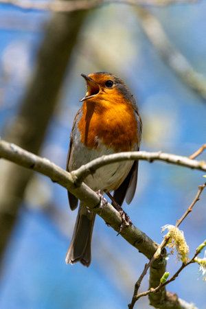 Robin singing merrily in splash of sunshine on twigの写真素材