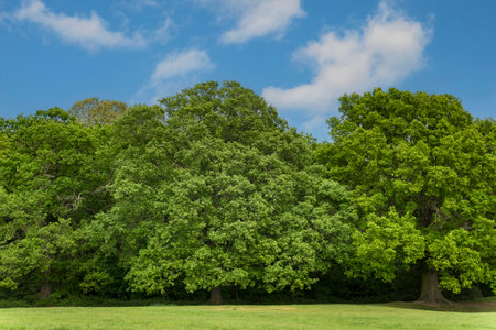 Horsechestnut trees and blue sky with wispy cloudsの写真素材