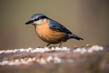 Nuthatch standing on edge of wall in evening sunlightの写真素材