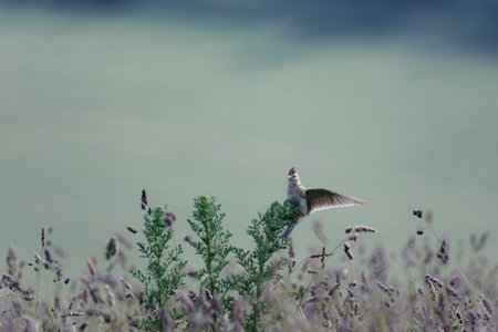 skylark landing in undergrowth with lots of background space for your layoutの写真素材