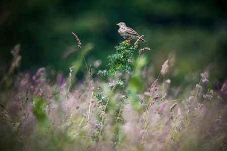 Skylark perched on undergrowth in downland settingの写真素材