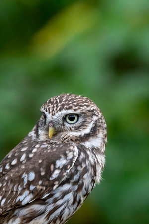 Portrait of little owl in soft sunlight in rural settingの写真素材