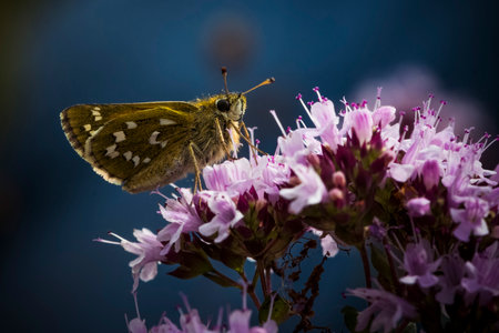 Silver-spotted skipper butterfly on Marjoram blossom in strong sunshineの写真素材