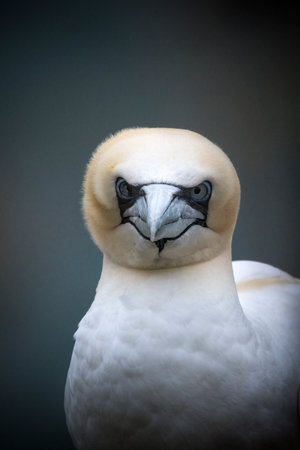 Portrait of Northern Gannet at Bempton Cliffs in Yorkshireの写真素材