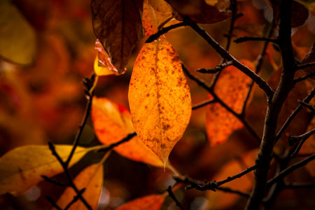 Golden autumnal leaf shining in woodland sunlight