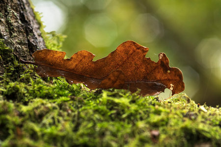 Fallen leaf nestled in moss in autumn woodlandの写真素材