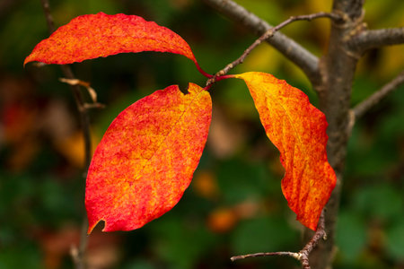 Vibrant autumn leaves ready to fall