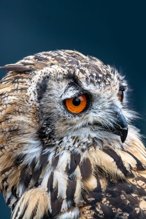 Vivid orange eye of the African Spotted Eagle Owlの写真素材