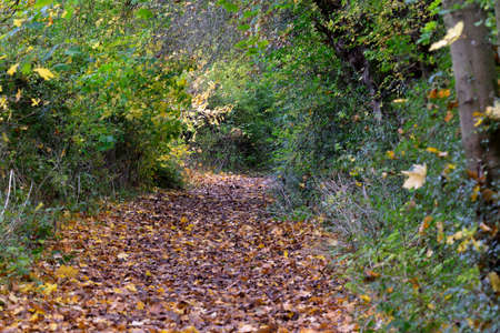 A leafy woodland path through the forest in autumnの写真素材