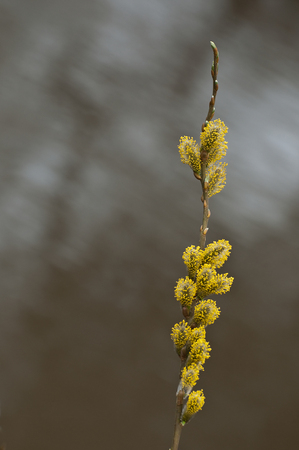 pussy willow on tree near the riverの写真素材