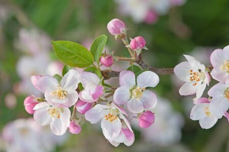 delicate pink and white petals of apple blossom in early morning light macro detail of sprig on apple tree branch の写真素材
