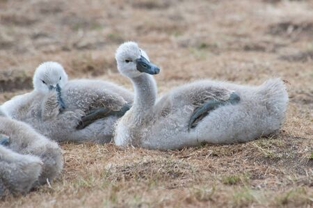 cygnets out of the river having a sleep by the river bank in june taken in dorset englandの写真素材