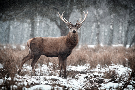 Red Deer Stag  Cervus elaphus   in the Scottish Winter Snowの写真素材
