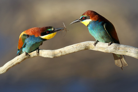 Male   Female European Bee-eater  Merops apiaster  perched on a branch  Male passes female an insect gift during courtship の写真素材