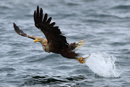 White-tailed Sea Eagle  Haliaeetus albicilla  in flight, lifting off the sea after just taking a fish  の写真素材