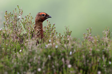 Male of Red grouse (Lagopus lagopus) in heather.