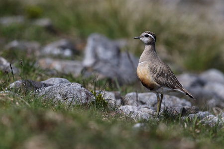 Northern Lapwing (Charadrius dubius) in the natureの写真素材