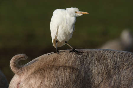 White egret (Ardea alba) perched on a sheep.の写真素材