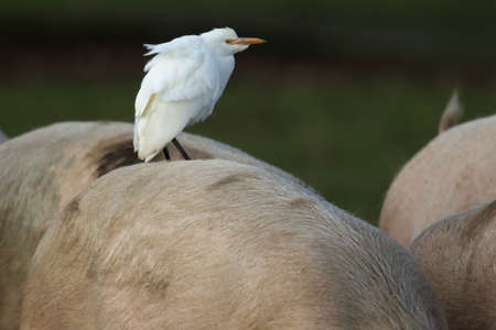 A white egret perched on a pile of sheeps in a field.の写真素材