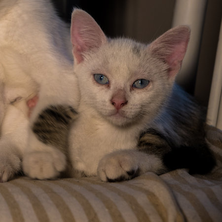 White kitten with blue eyes lying on the couch and looking at cameraの写真素材