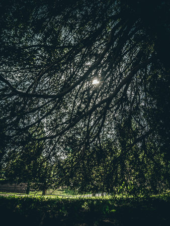 sunlight through tree branches in the park - retro vintage film look