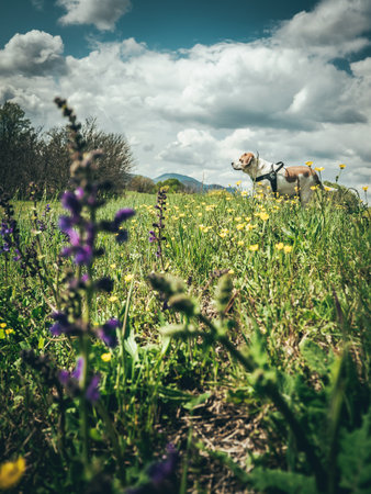 Beagle dog on a meadow with wildflowers and blue skyの写真素材