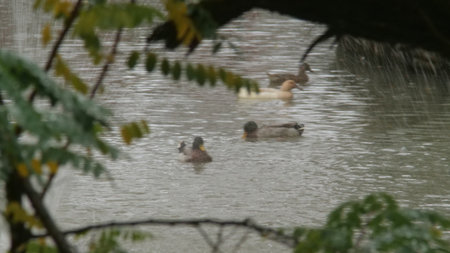 Ducks swimming in the lake in the rainy season. Selective focus.の写真素材