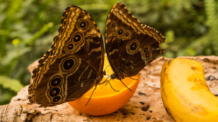 Butterfly on a piece of orange and banana in the gardenの写真素材