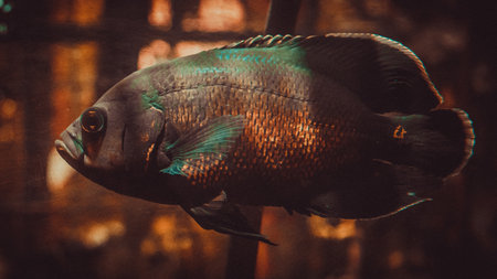 Close-up of a fish in the aquarium. Toned.の写真素材