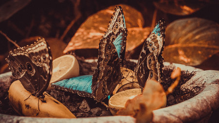 Butterfly and lemon with retro vintage style filter effect. Selective focus.の写真素材