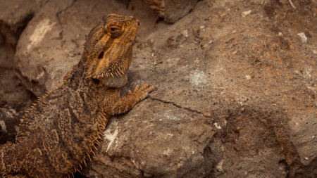 Close up portrait of a bearded dragon on the rocks in Costa Ricaの写真素材