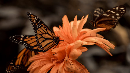 Butterflies on a flower in the garden. Selective focus.の写真素材