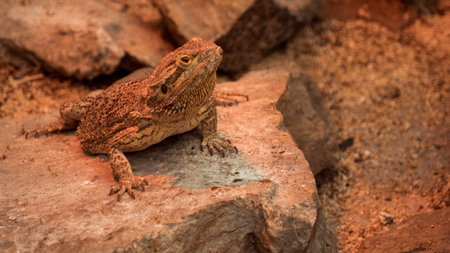 Closeup of a bearded dragon on a rock in the Arizona desertの写真素材