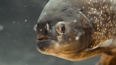 Close-up of the head of a common piranha.の写真素材