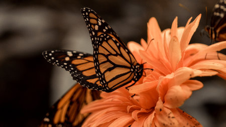 Monarch butterfly on orange dahlia flower in the garden.の写真素材