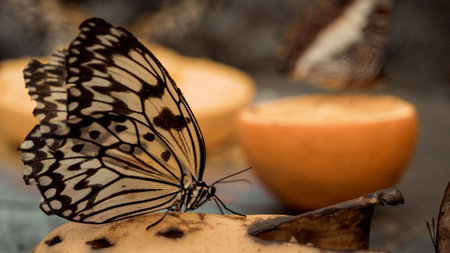 Butterfly on a piece of fruit in the garden, close upの写真素材
