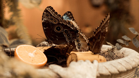 Butterfly sitting on a flower pot with a piece of orangeの写真素材