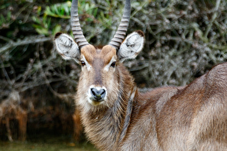 Kragga Kamma Game Park in Port Elizabeth lush coastal forest and grassland is home to vast herds of African game.の写真素材