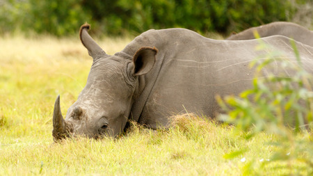 Kragga Kamma Game Park in Port Elizabeth lush coastal forest and grassland is home to vast herds of African game.の写真素材