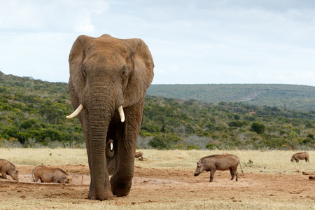 African Bush Elephant Coming closer and closer - The African bush elephant is the larger of the two species of African elephant. Both it and the African forest elephant have in the past been classified as a single species.の写真素材