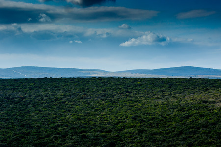 Green field with deep blue skies in Addo South Africaの写真素材