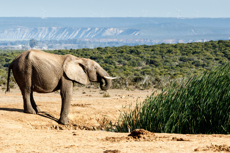 African Elephant drinking water with green landscapeの写真素材