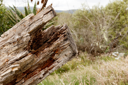 The bark of a dead tree trunk in the field of bush.の写真素材