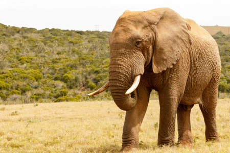 Elephant standing proudly looking at you in the field.の写真素材